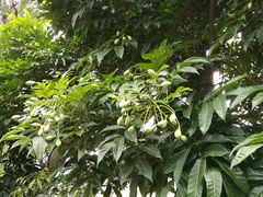 -江门古兜温泉小镇