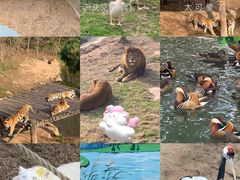 -西霞口神雕山野生动物世界