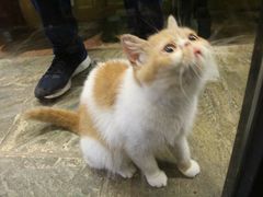 -猫咪博物馆(顶澳仔猫街店)