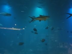-海棠湾洲际-涛·海底餐厅·美人鱼·自助餐·海底隧道
