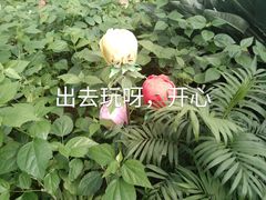-南宫五洲植物乐园