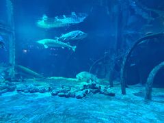 -华夏文旅海洋公园