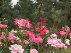 -莲花池公园