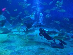 -烟台海昌鲸鲨海洋公园