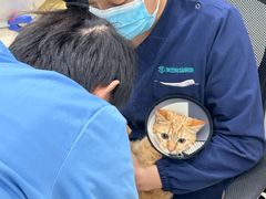 -瑞派天使宠物医院·神经外科·骨科·核磁CT(洛川中路店)