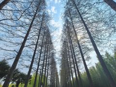 -黄海国家森林公园