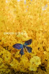 -CHOCO-启蔻婚礼(三亚公司)