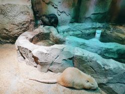 -酷嗒动物文化乐园(cutezoo西溪乐天城店)