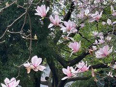 -鹅岭公园瞰胜楼