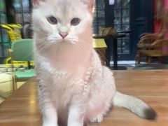 -猫色咖啡·猫咖