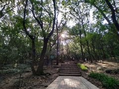 -紫金山山顶公园