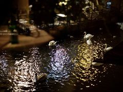 -Kampa Park Restaurant