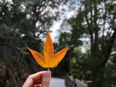 -广州市流溪河国家森林公园