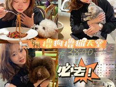 -more than meow吴止猫主题餐厅(承德 中船汇店)