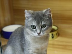 -猫十亿·布偶金渐层·曼基康矮脚猫舍(青年路店)