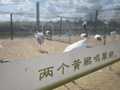 -盐城丹顶鹤湿地生态旅游区