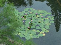 -云溪植物园