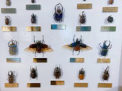 -上海昆虫博物馆