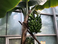 -呀路古热带植物园