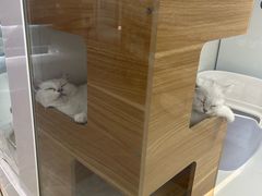 -1013 PET SHOP精品宠物商店(丁香店)