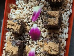 -故里和山·成都火锅(欢乐港湾店)