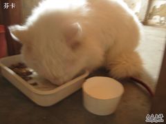 -Babycat私家御饼屋(龙头路一店)