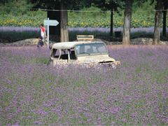 iphone_upload_pic-紫海香堤香草艺术庄园