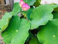 -几荷·恰似故人来(秀水广场店)