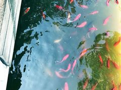 -龚家花园农家乐休闲别墅