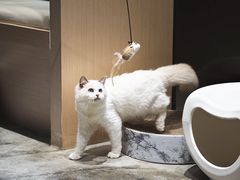 -瞄一喵猫咖(格力海岸店)