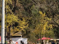 -千年银杏谷文化旅游区