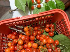 -合肥滨湖国家森林公园