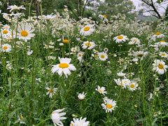 -昆山城市生态森林公园