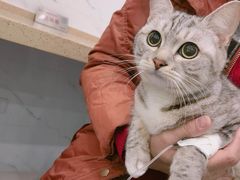 -伟伟宠物医院·CT影像中心·瑞派犬猫综合性门诊(汉口总院)
