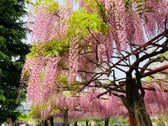 -嘉定紫藤园