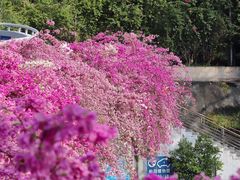 -深圳仙湖植物园