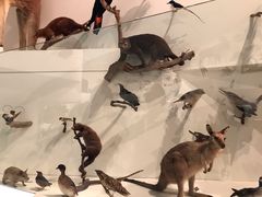 -墨尔本博物馆(Melbourne Museum)