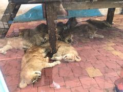 -大连森林动物园