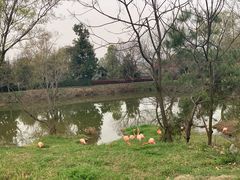 -合肥野生动物园