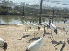 -盐城丹顶鹤湿地生态旅游区