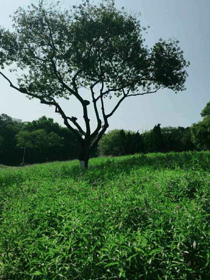 元美公园-"公园不大,但环境很好,树很多,大路两边有."-大众点评移动版