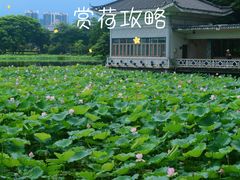 -荔湾湖公园