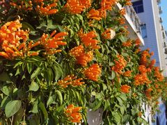 -溪岸路花鸟市场