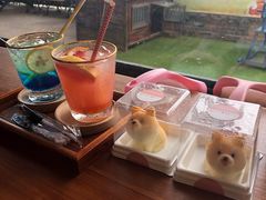 -柴犬高等学院·狗咖·柴犬售卖·宠物训练