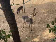 -合肥野生动物园