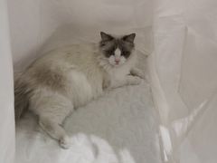 -藏猫猫咖啡主题馆(中央大道店)