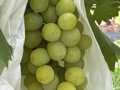 -马陆小张葡萄园农家乐