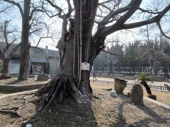 -苏州文庙(姑苏区)