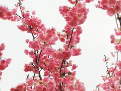 -天适樱花悠乐园