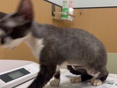 -瑞派康怡24h宠物医院·犬猫医疗中心·微创绝育(瑞景分院)
